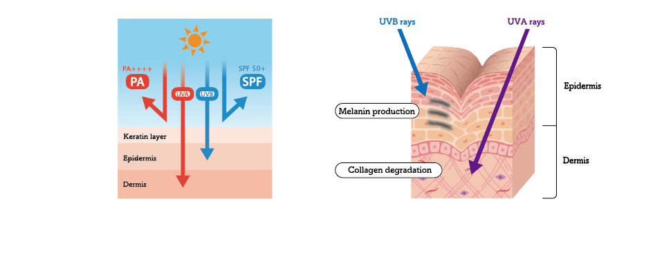 UVB rays UVA rays Melanin production Collagen degradation
